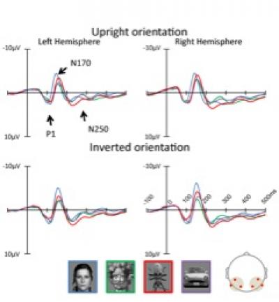 Brain's Reaction when a Face-Like Object Is Viewed