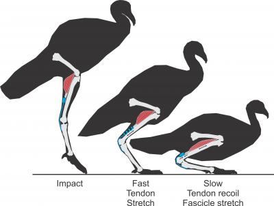 A Safer Landing for Muscles