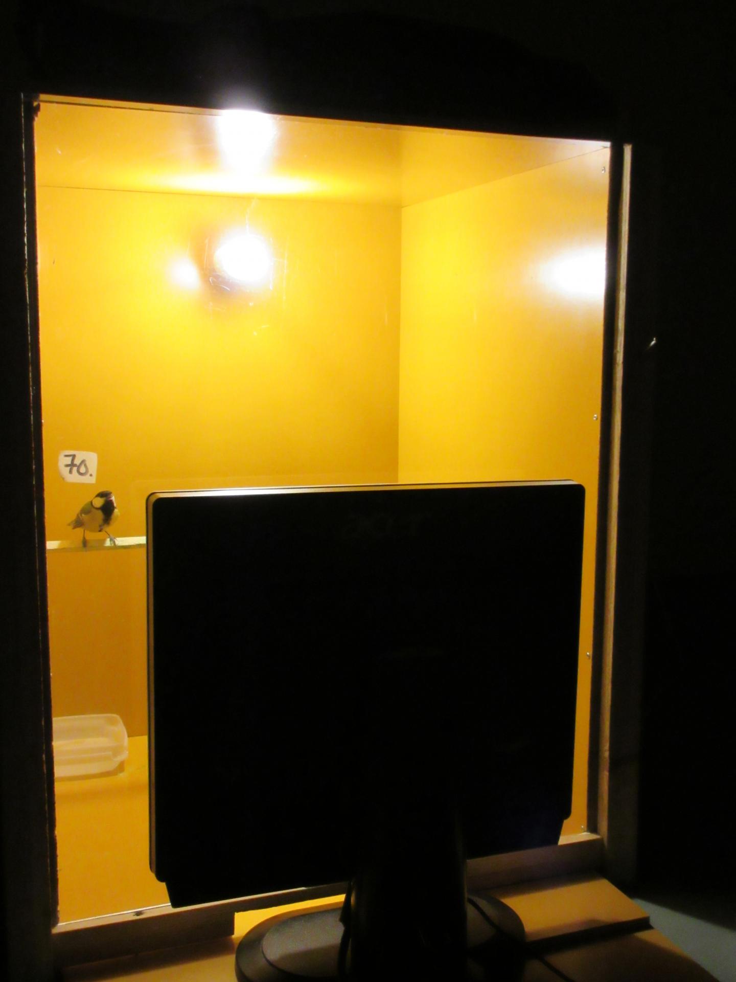 A Great Tit Watching TV