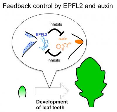Feedback Loop by EPFL2 and Auxin
