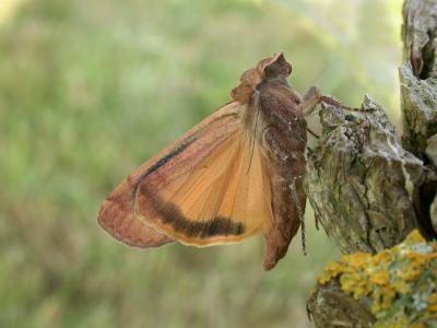 Yellow Underwing Moth