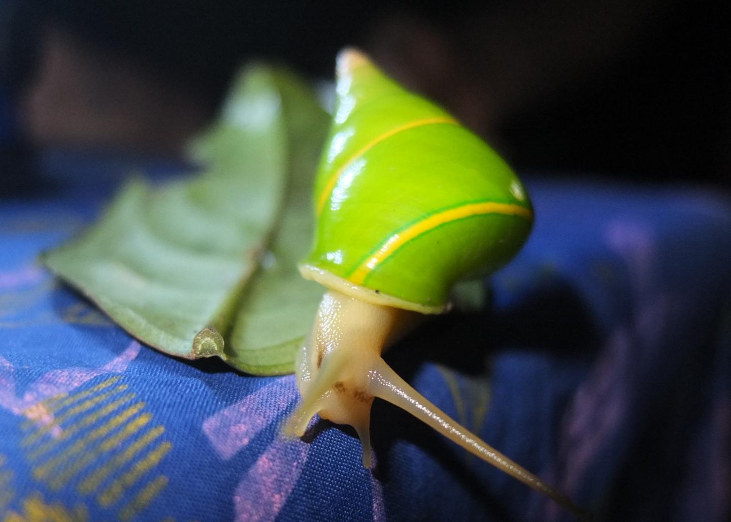 Manus Green Tree Snail