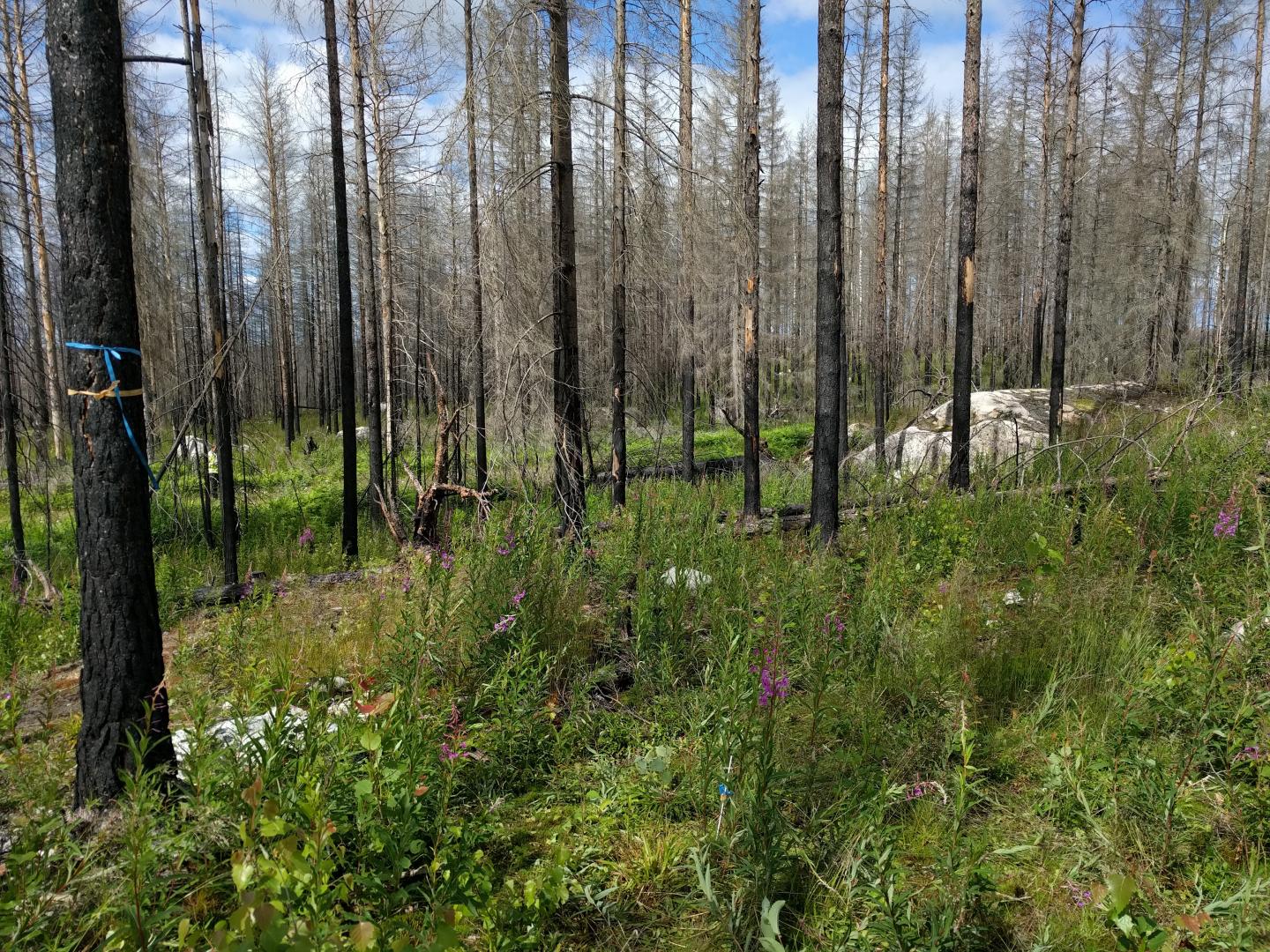 Three Years after the Fire 