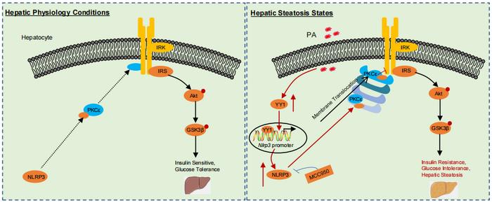 A model regulatory mechanism illustrating the direct molecular route of NLRP3-driven hepatic IR and steatosis (IMAGE)