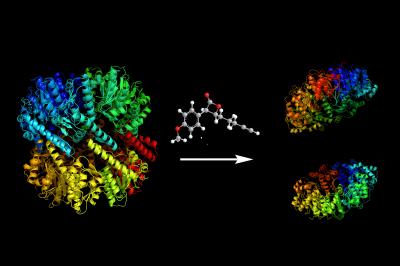 Disruption of the Bacterial Protease ClpP