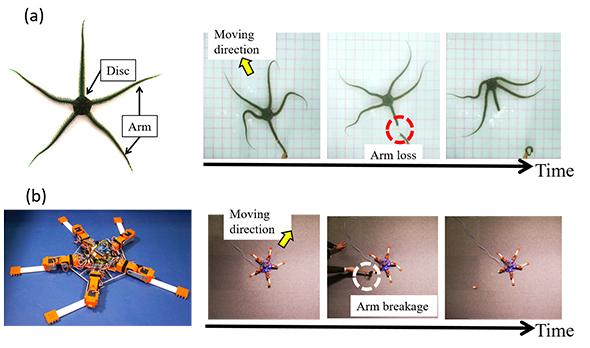 Brittle Stars Inspire New Generation Robots Able to Adapt to Physical Damage (1 of 2)