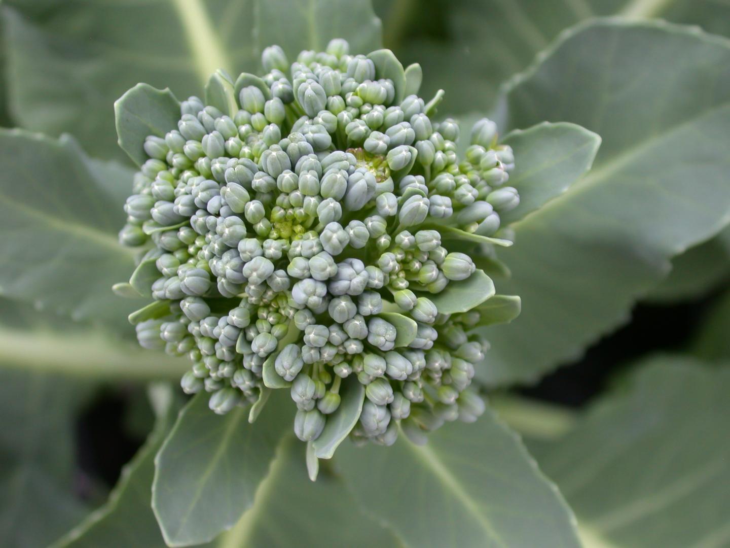 <I>Brassica oleracea</I>