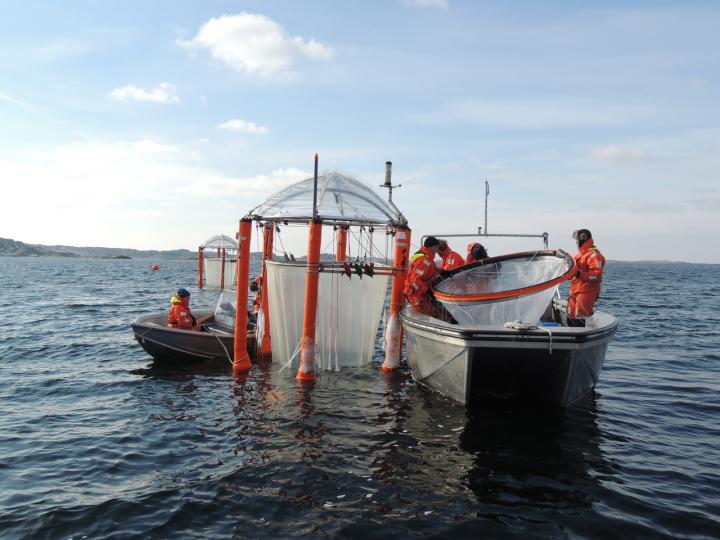 Floating Giant Test Tubes Allow Study of Marine Food Web