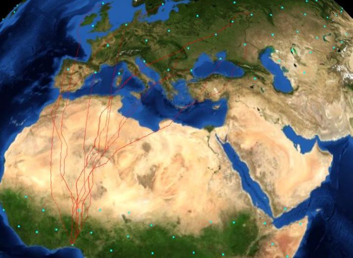 Flight Routes For Migratory Birds