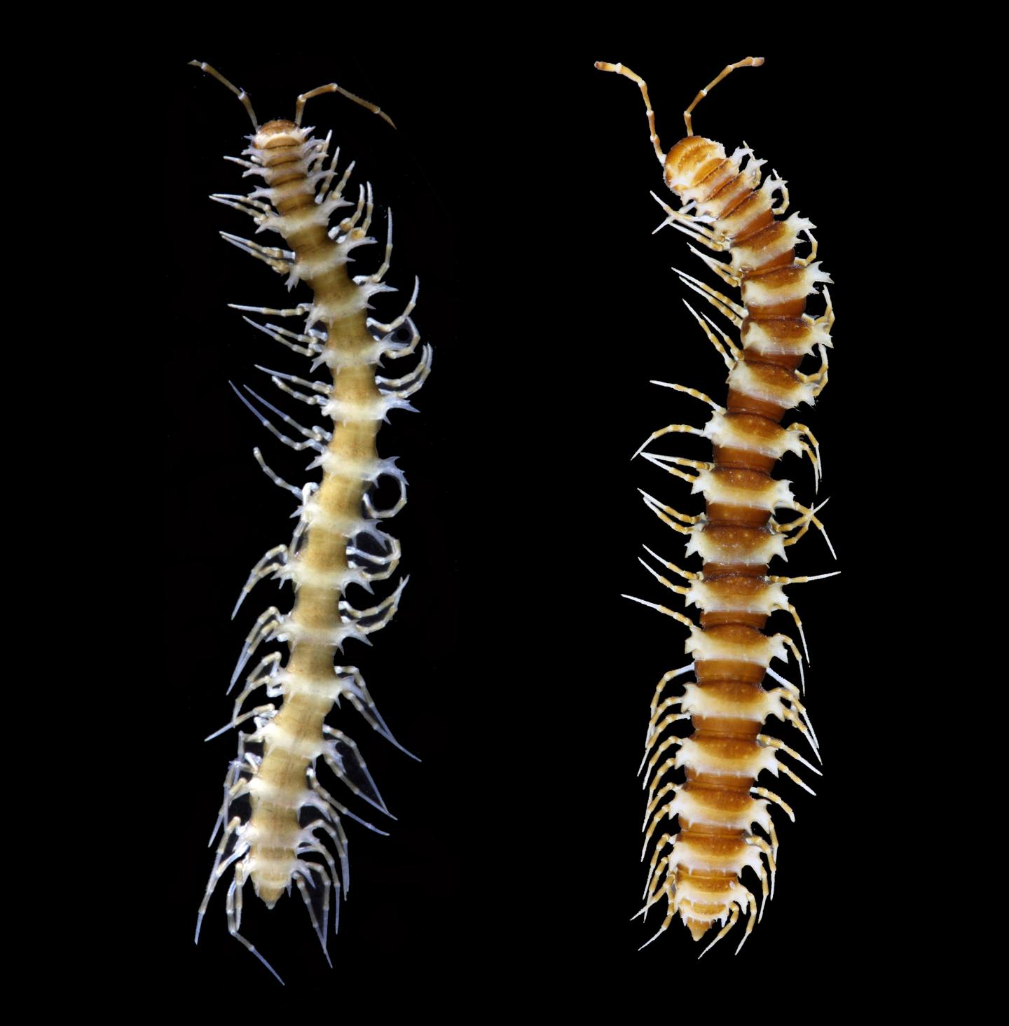 <i>Desmoxytes nodulosa</i>