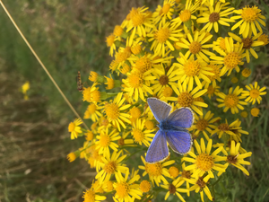 Common blue butterfly (Polyommatus icarus) on ragwort
