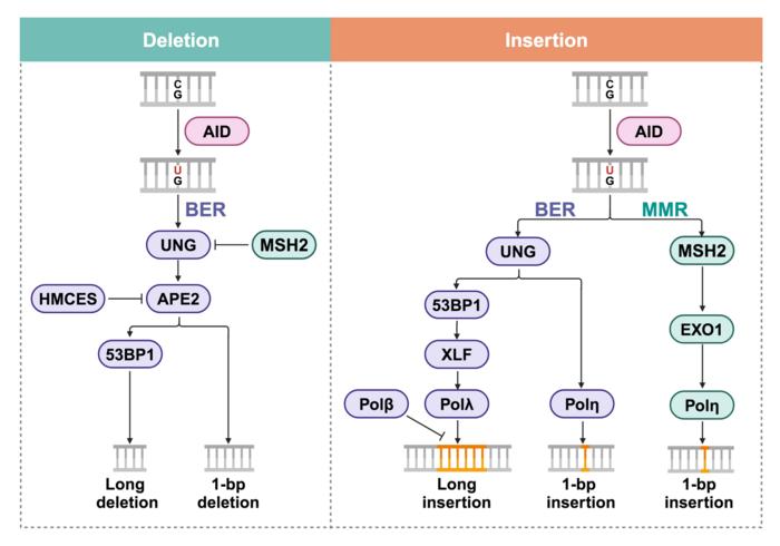 Mechanistic model of indel generation during SHM