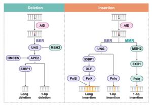 Mechanistic model of indel generation during SHM