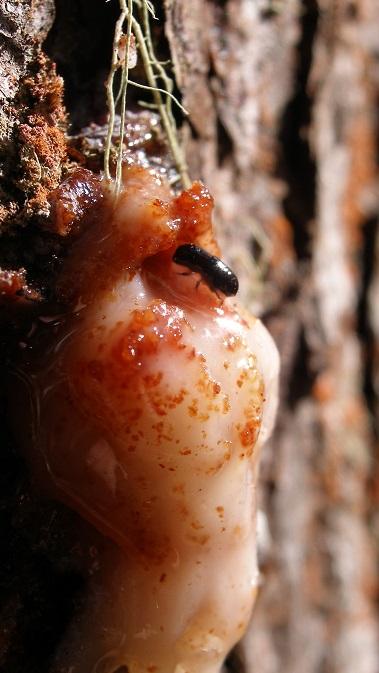 Newly Described Mesoamerican Pine Beetle