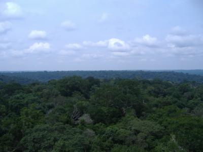 The Amazon Rainforest Stretches as Far as the Eye Can See