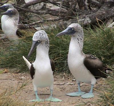 Blue-Footed Booby