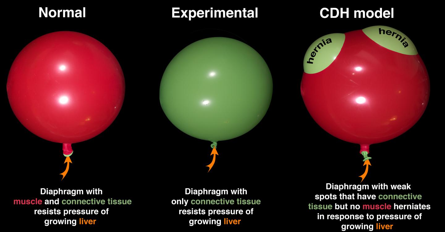 Model of Herniation in Congenital Diaphragmatic Hernia 