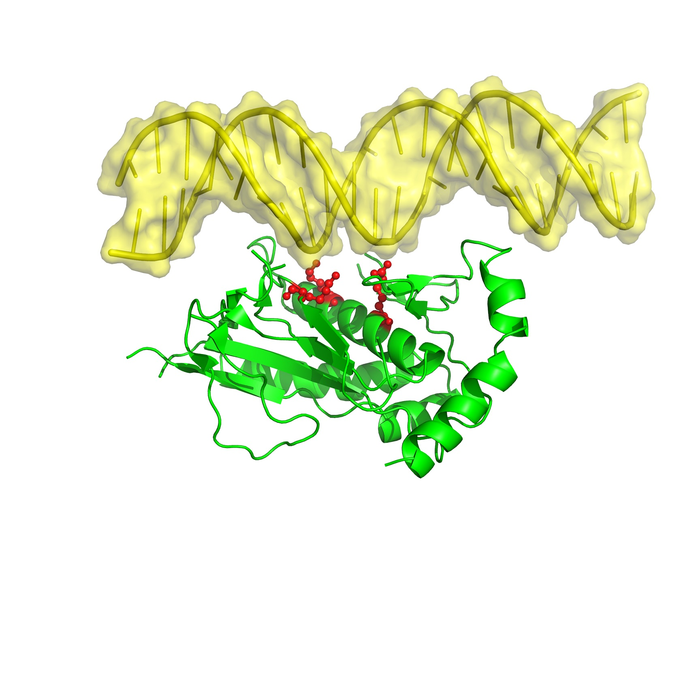 Team IDs mechanism underlying rare childrens blood cancer