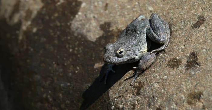 Foothill yellow-legged frog