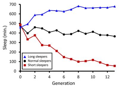 Sleep Duration (in minutes) of Wild Fruit Flies