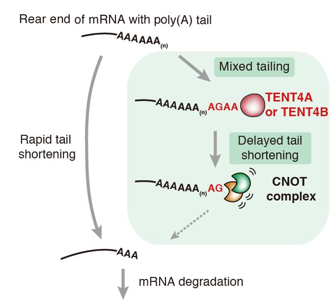 Fig 1 Mature Messenger RNA