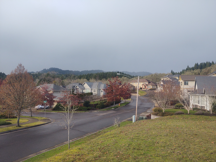 Houses abutting forest