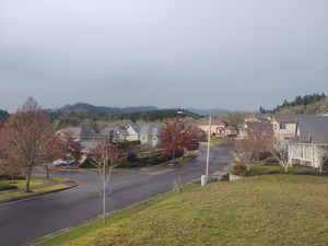 Houses abutting forest