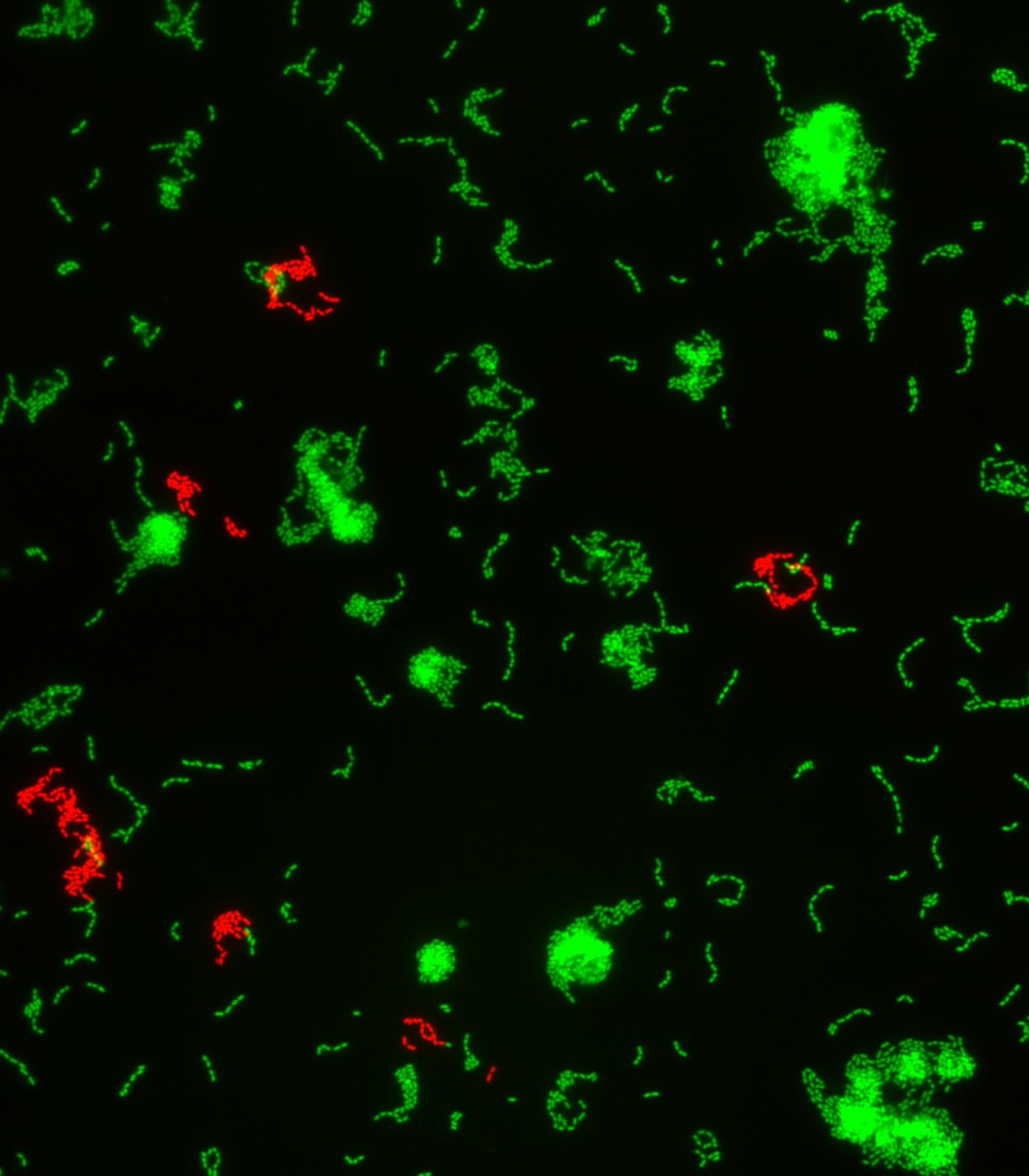 Fluorescent Microscopy Image, <i>S. mutans</i>