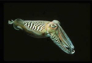 Common cuttlefish (Sepia officinalis)