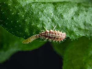 green lacewing larva Chrysoperla carnea