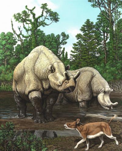 Rhino-Like Animals