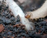 The Larva of the Western Corn Rootworm <i>Diabrotica virgifera</i>