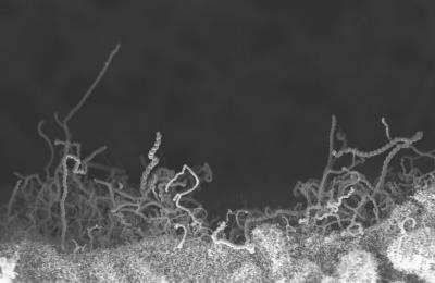 Growing Nanotubes on Titanium