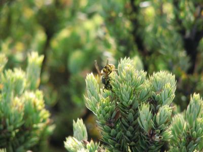 Invasive Yellowjacket Forages in Hawaii