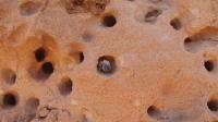 <i>Anthophora pueblo</i> Bee in Sandstone Nest