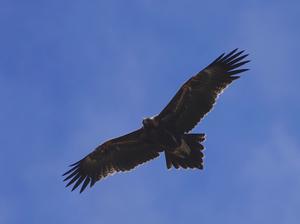 Australian wedge-tailed Eagle