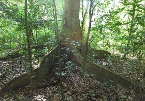 Vegetation and litter covered forest floor