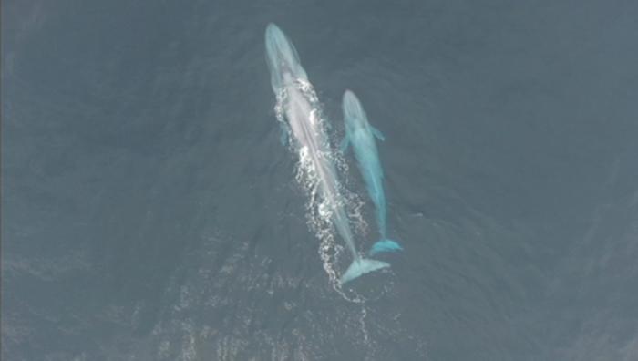 Blue whales NZ