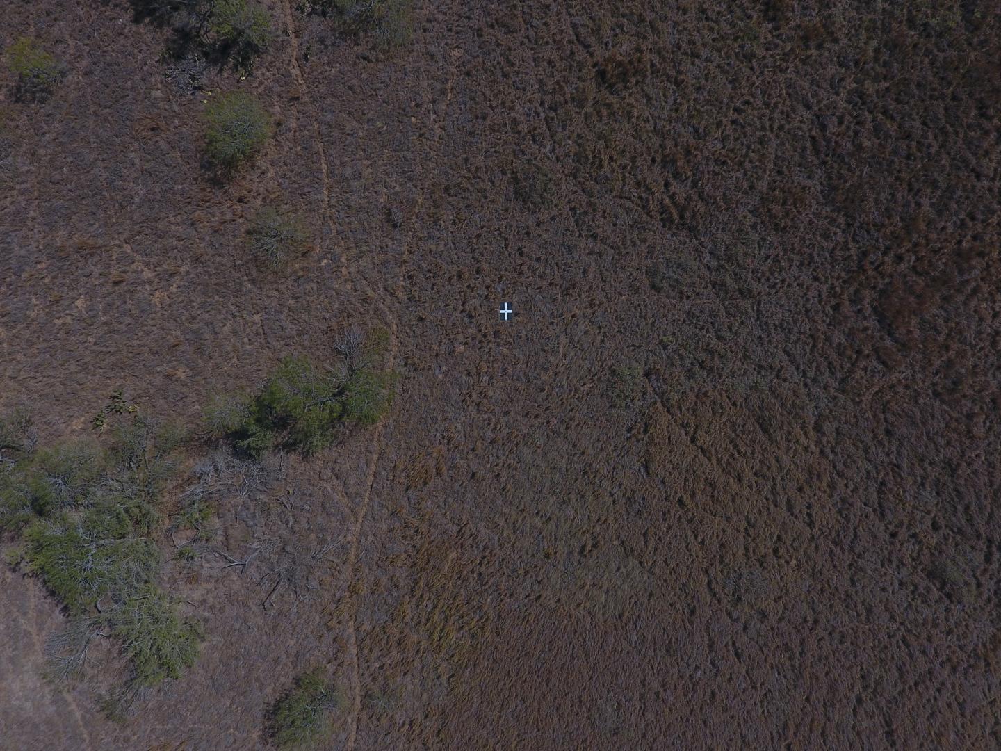 UAV View of Tanglehead Invasion in South Texas