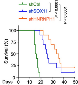 Controlling Newly Identified Gene Drivers Improves Survival in Mouse Model of Medulloblastoma