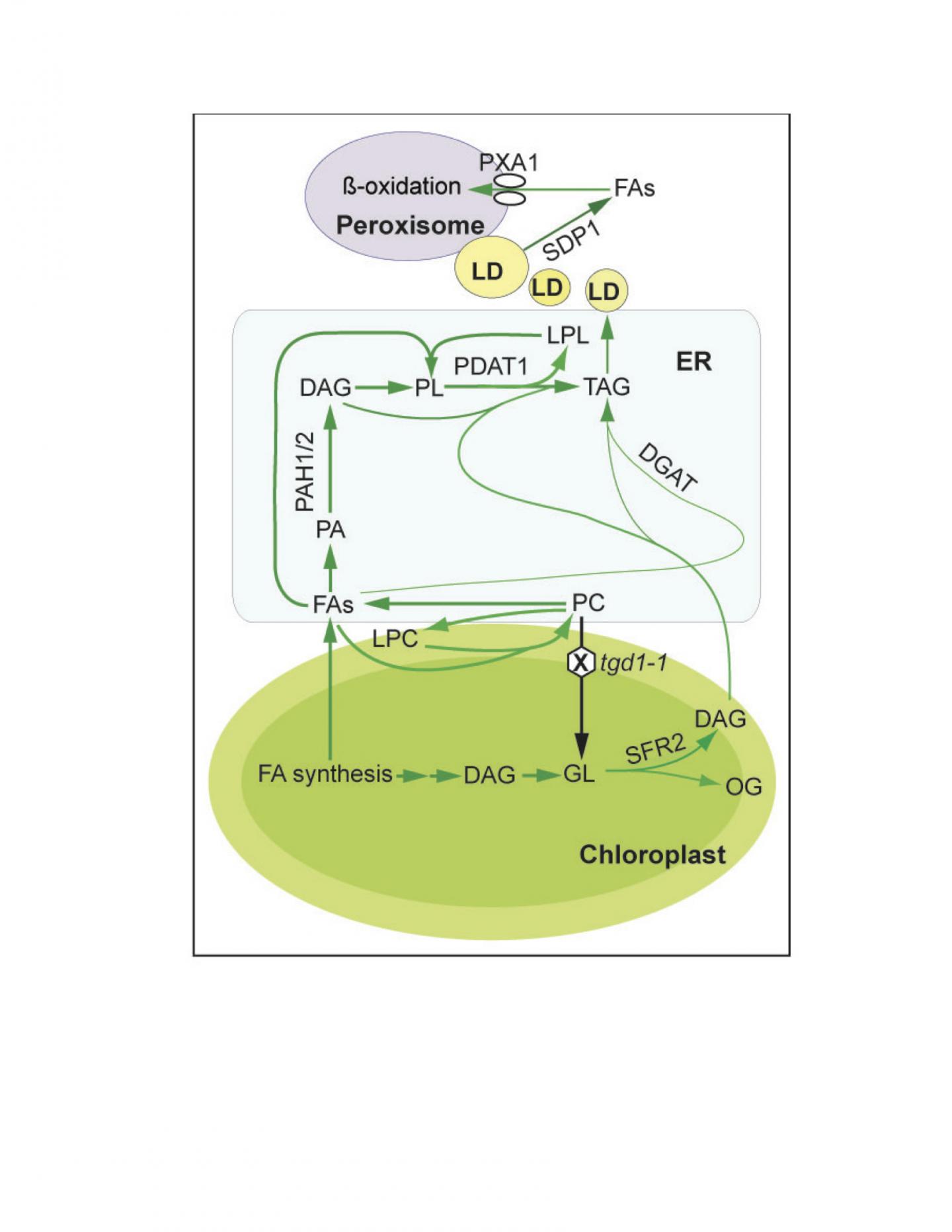 Metabolic Pathways