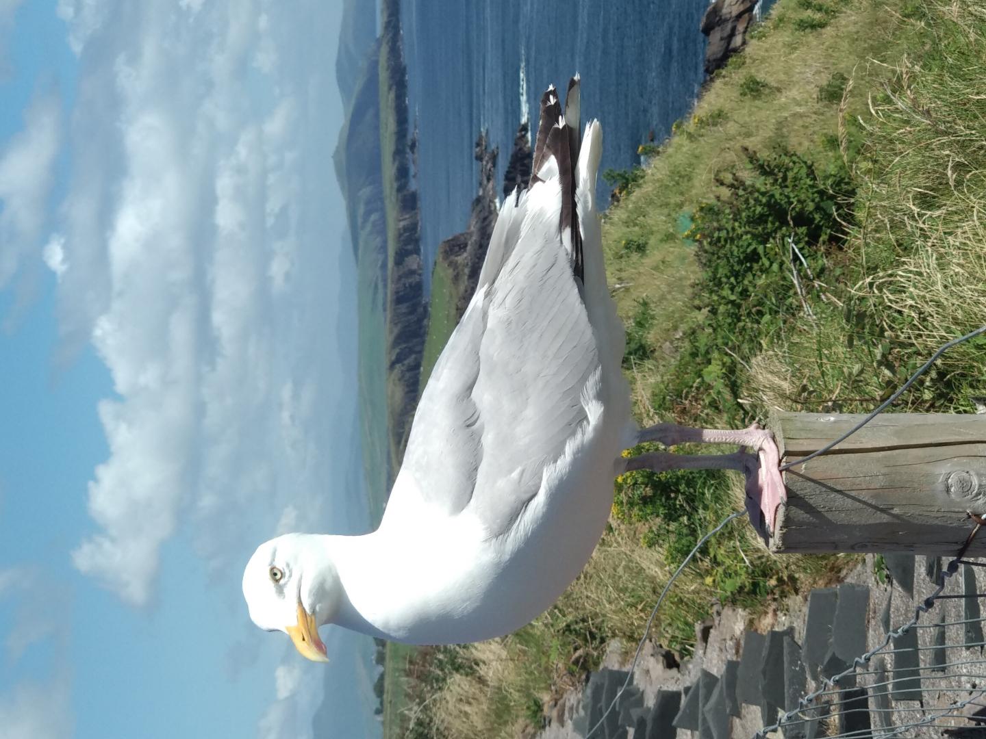 A Seabird in Ireland