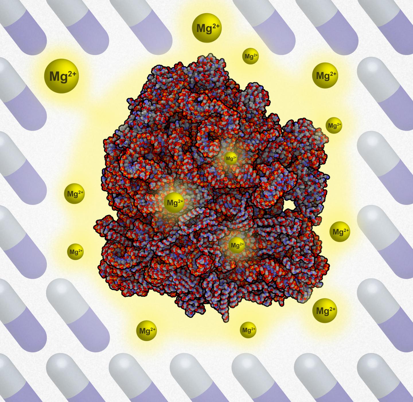 Magnesium Binds To Ribosomes