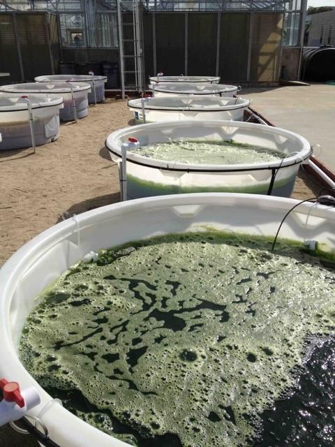 Outdoor Algae Ponds
