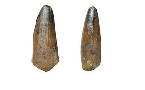 Spinosaur tooth