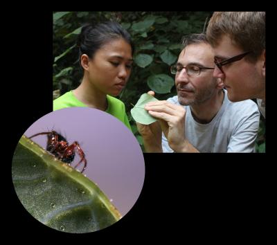 <i>Crassignatha danaugirangensis</i> (1 of 2)