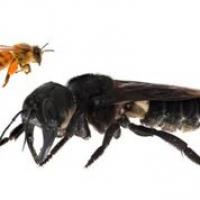 Composite Image Comparing Wallace's Giant Bee to a Honey Bee