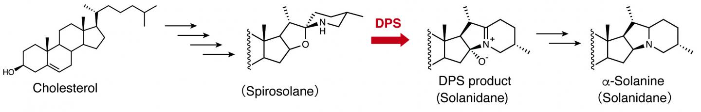 Figure 2: Diagram showing the process through which solidane is biosynthesized from cholesterol