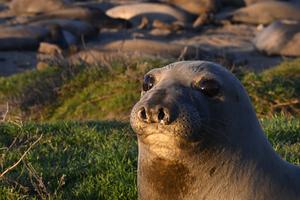 Northern elephant seal