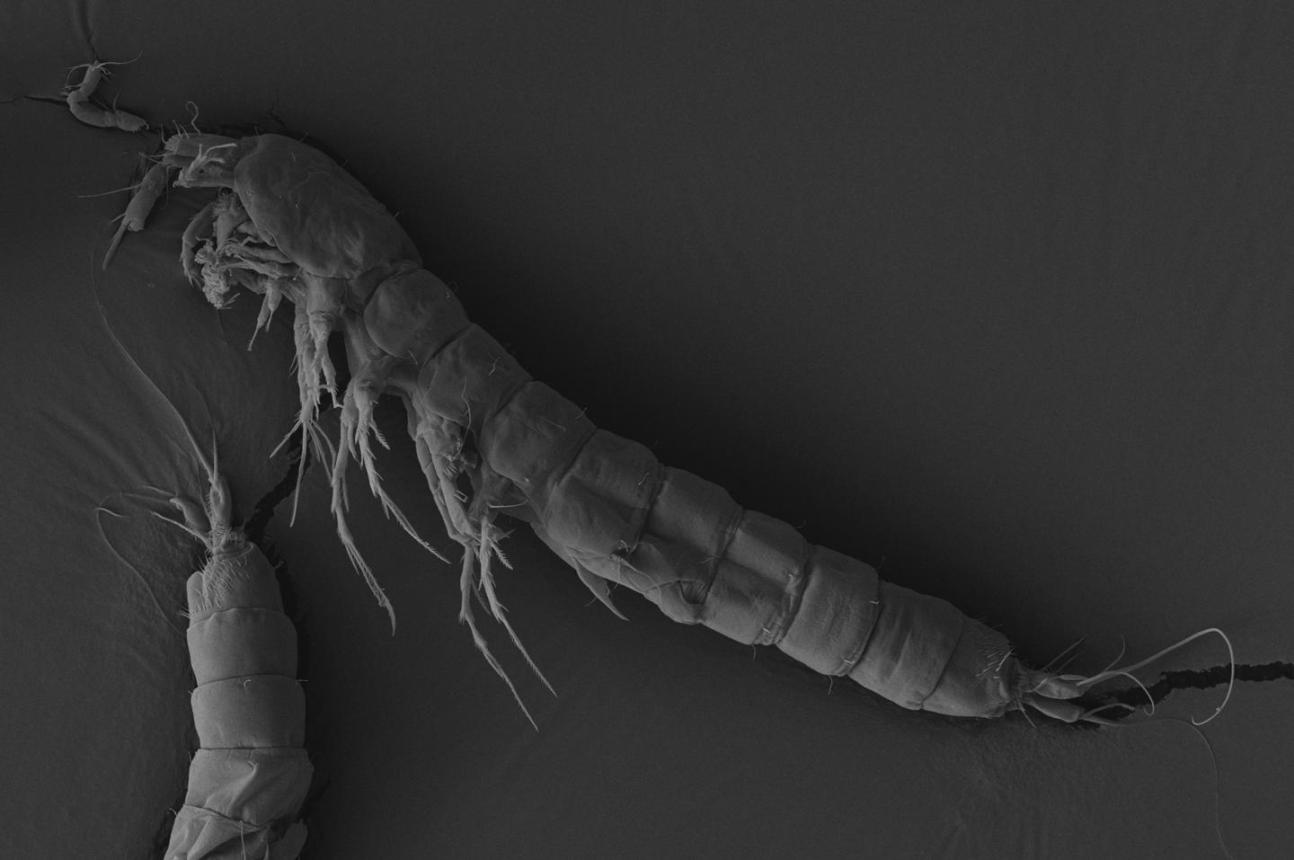 Male Specimen of the New Species <i>Eirinicaris antonioi</i>